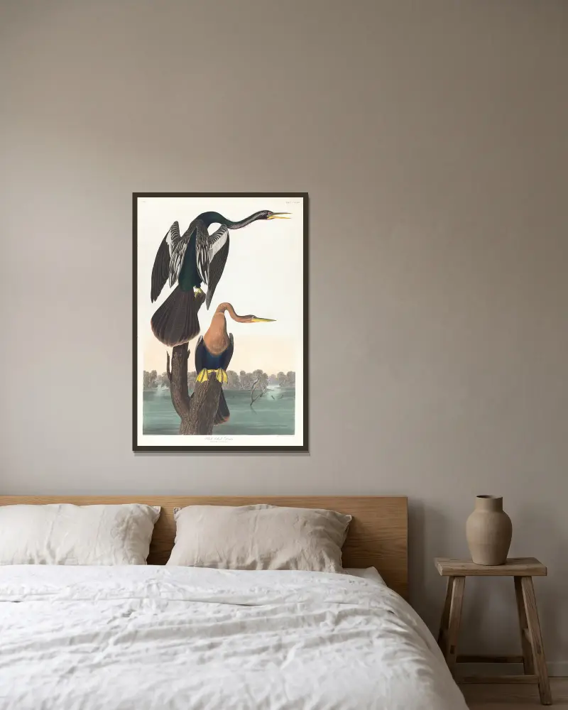 Schwarzbauch-Schlängelhals von John James Audubon gerahmt an einer Wand