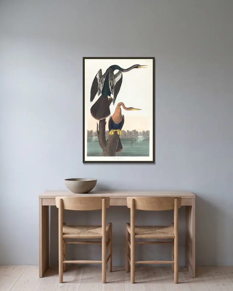 Schwarzbauch-Schlängelhals von John James Audubon gerahmt an einer Wand