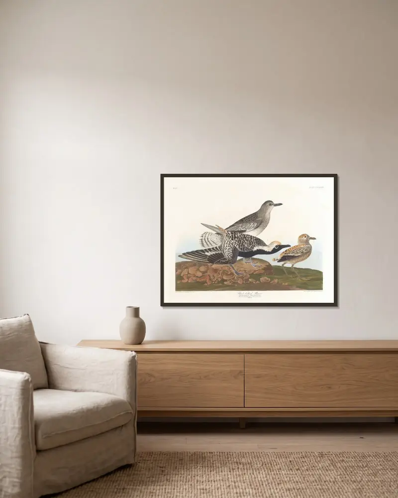 Czarnobrzegi ptak, John James Audubon w ramie na ścianie
