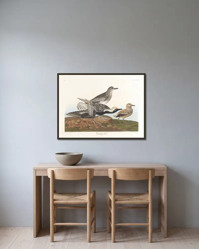 Czarnobrzegi ptak, John James Audubon w ramie na ścianie