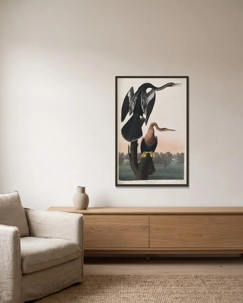 Wężówka czarnobrzucha, John James Audubon w ramie na ścianie