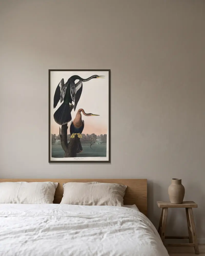 Wężówka czarnobrzucha, John James Audubon w ramie na ścianie
