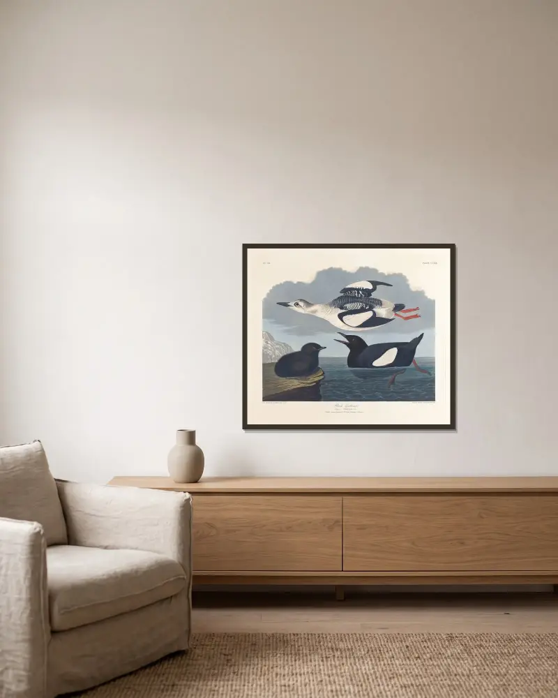 Schwarzguillemot von John James Audubon gerahmt an einer Wand