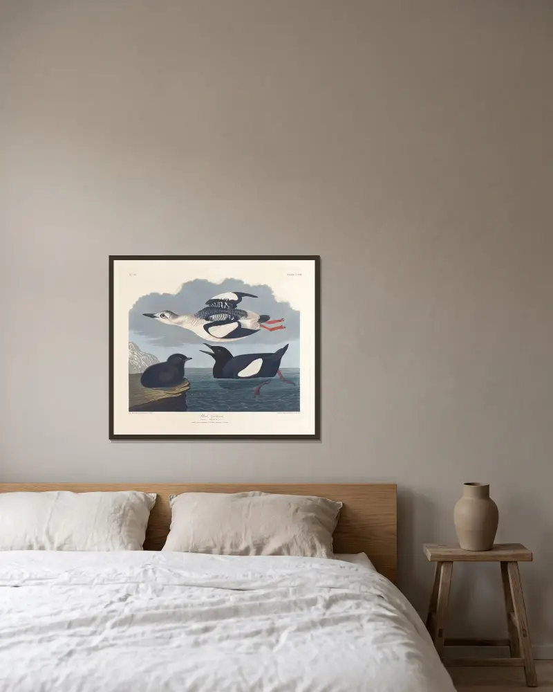 Schwarzguillemot von John James Audubon gerahmt an einer Wand