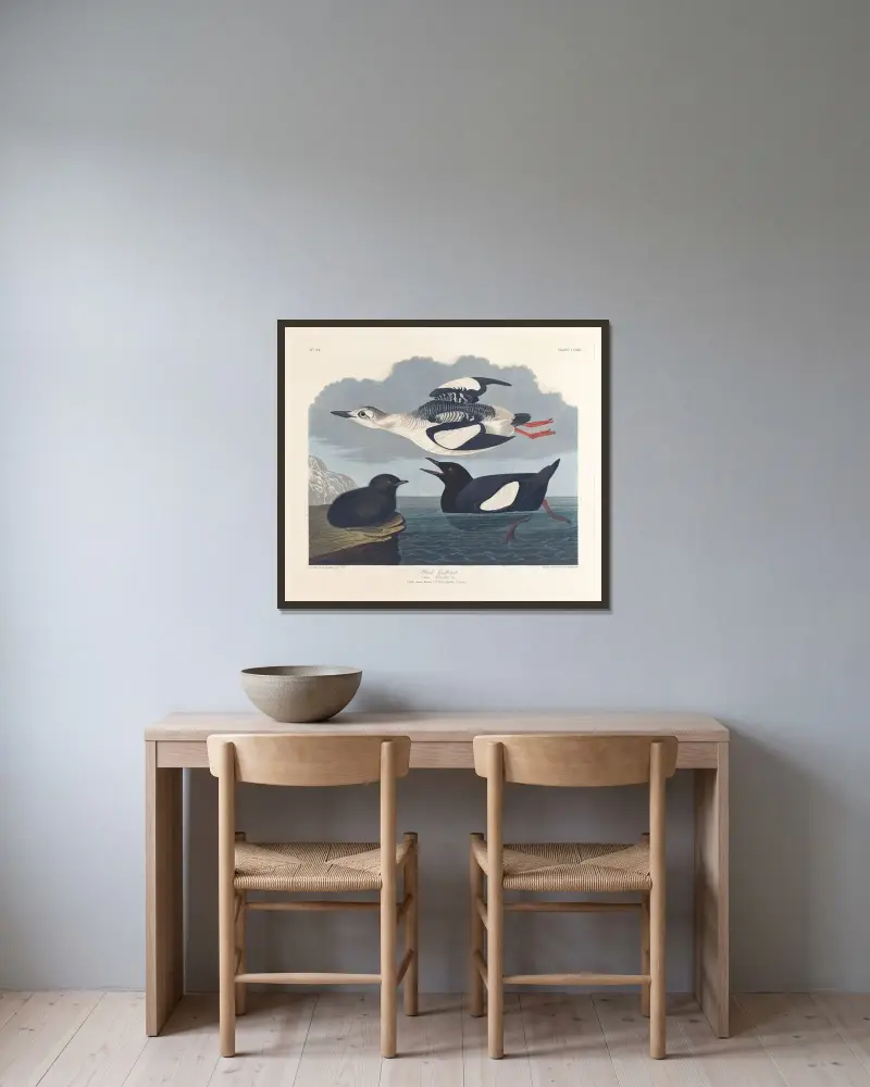 Schwarzguillemot von John James Audubon gerahmt an einer Wand