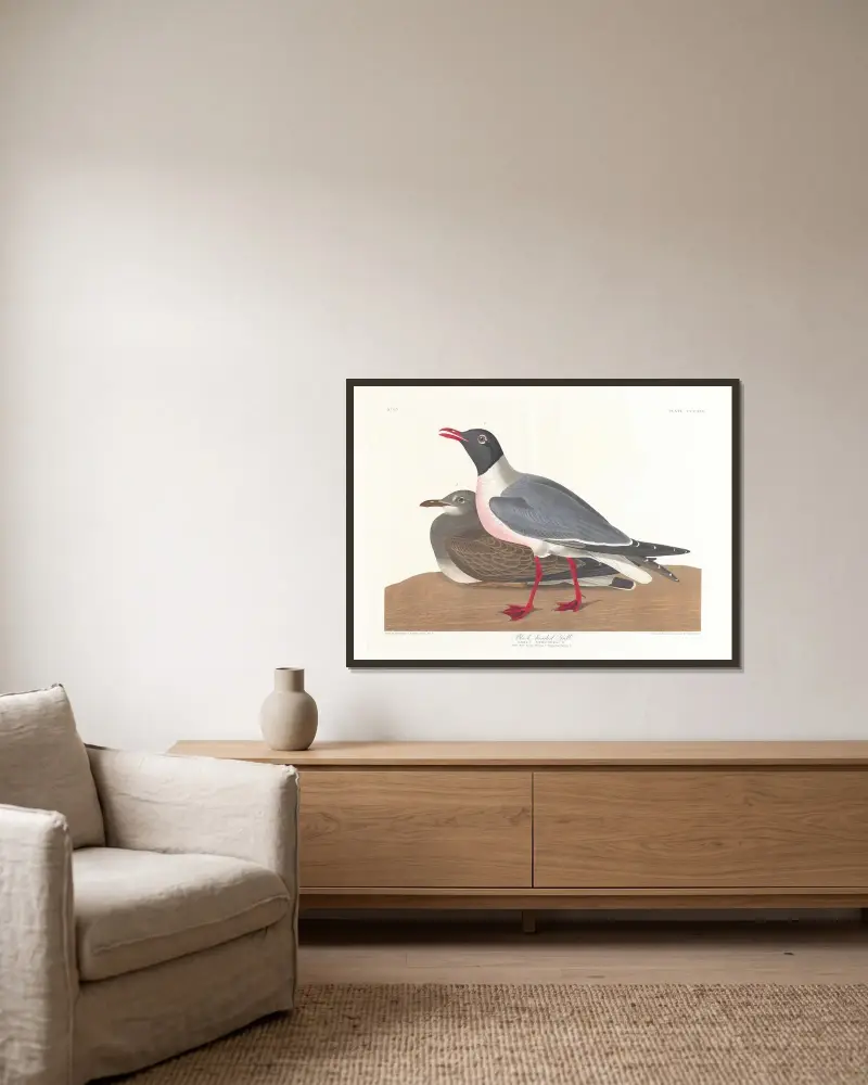 Racek mořský, 1827 – č. 2, John James Audubon v rámu na stěně
