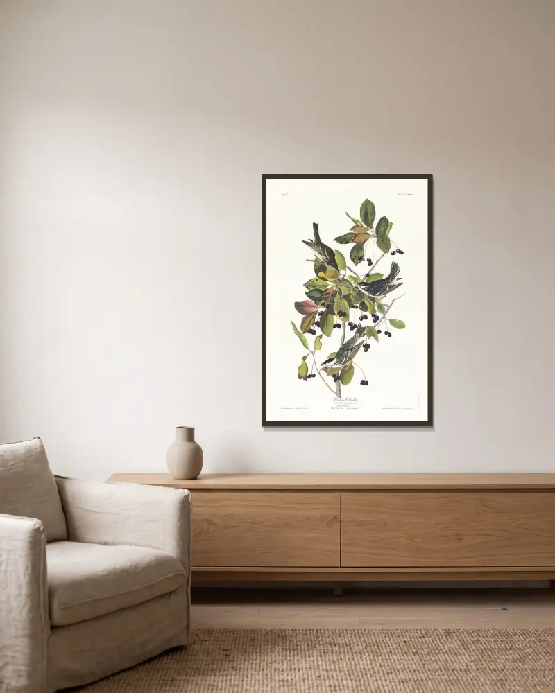Černopásá lesňáčka, John James Audubon v rámu na stěně