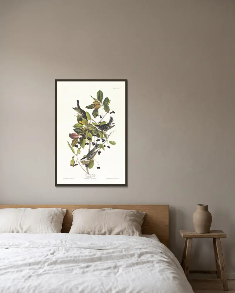 Černopásá lesňáčka, John James Audubon v rámu na stěně