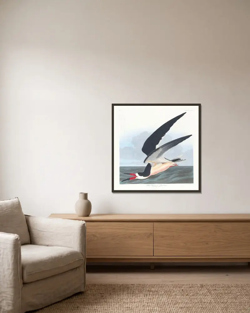 Black skimmer or shearwater av John James Audubon inramad på en vägg