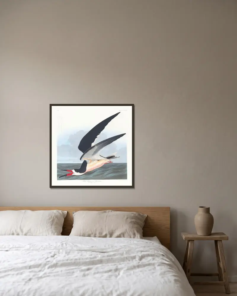 Black skimmer or shearwater av John James Audubon inramad på en vägg