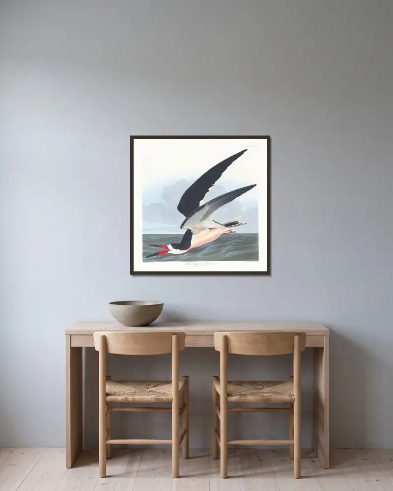 Black skimmer or shearwater av John James Audubon inramad på en vägg