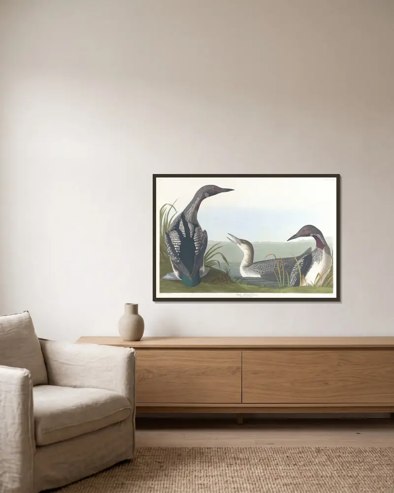 Černohrdlý potáplice, John James Audubon v rámu na stěně
