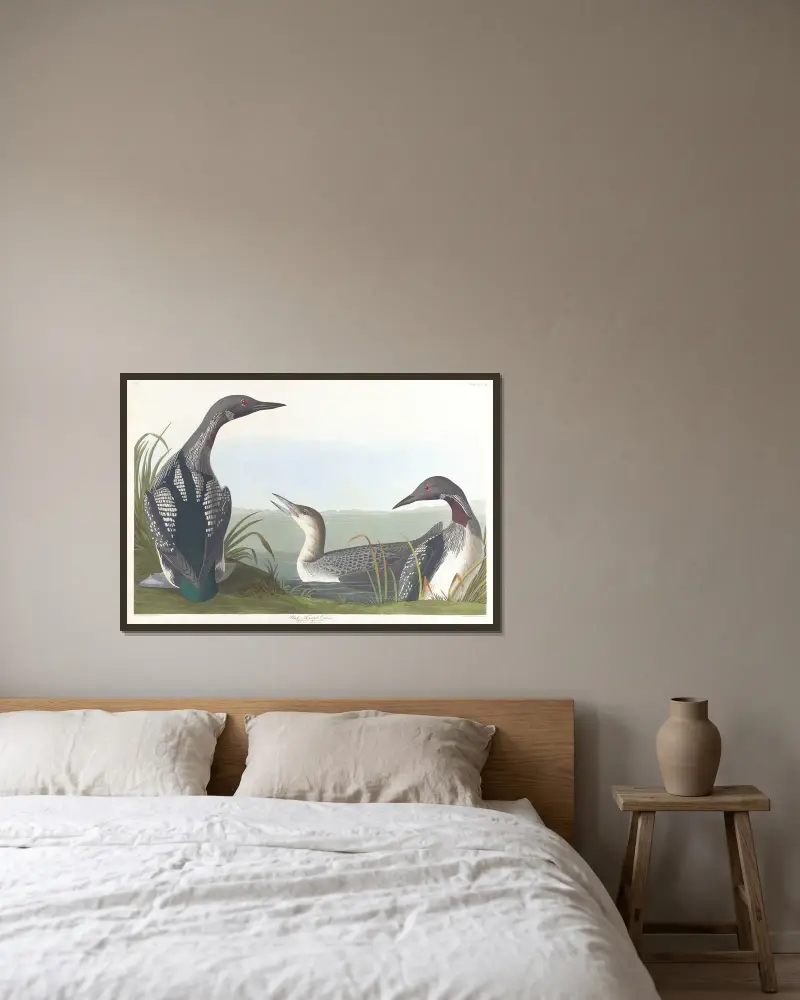 Černohrdlý potáplice, John James Audubon v rámu na stěně
