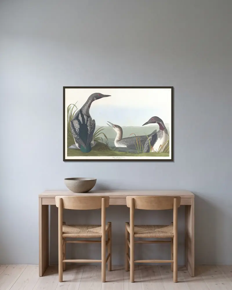 Černohrdlý potáplice, John James Audubon v rámu na stěně