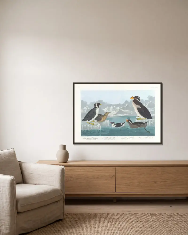 Black-throated guillemot. Nobbed-billed auk. Curled-crested auk. Horned-billed guillemot av John James Audubon inramad på en vägg