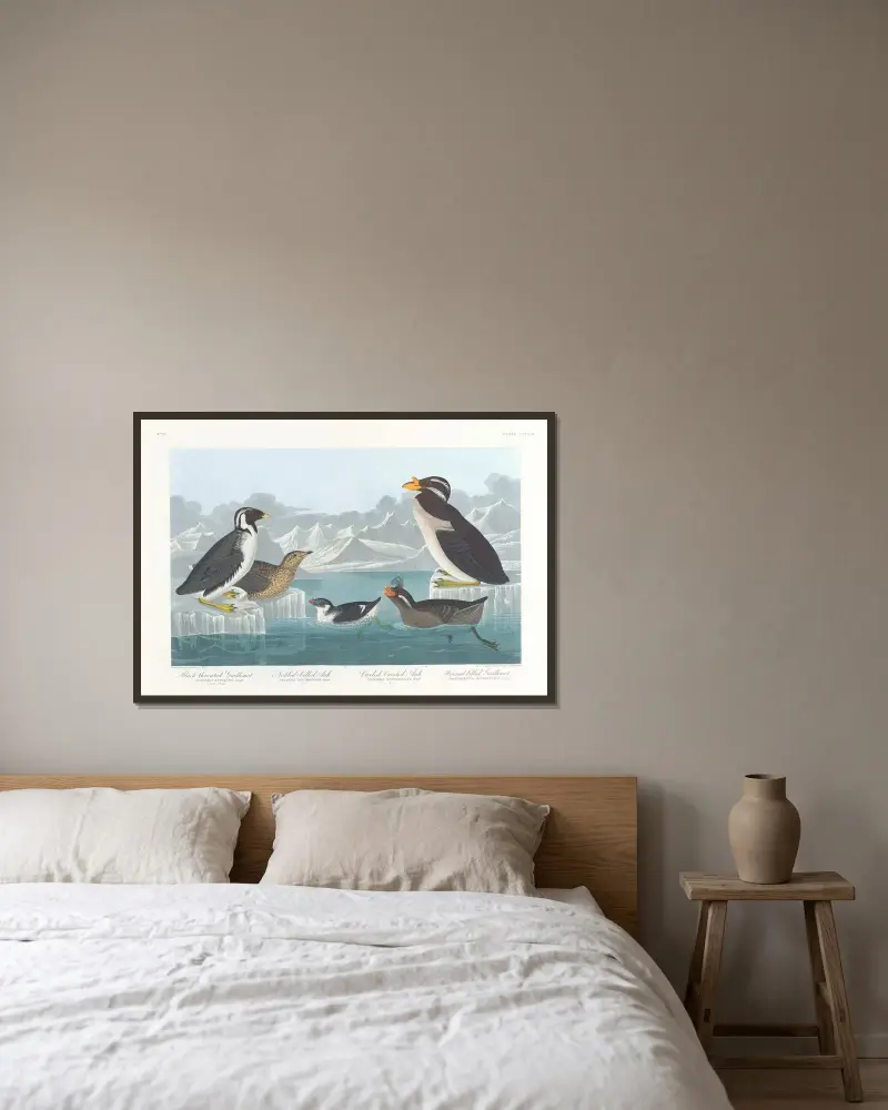 Black-throated guillemot. Nobbed-billed auk. Curled-crested auk. Horned-billed guillemot av John James Audubon inramad på en vägg