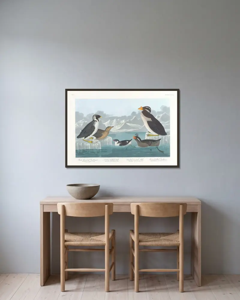 Black-throated guillemot. Nobbed-billed auk. Curled-crested auk. Horned-billed guillemot av John James Audubon inramad på en vägg