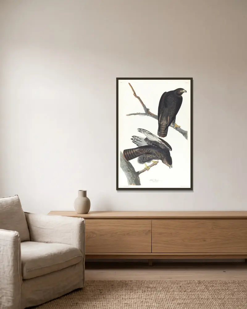Černý válečník, John James Audubon v rámu na stěně