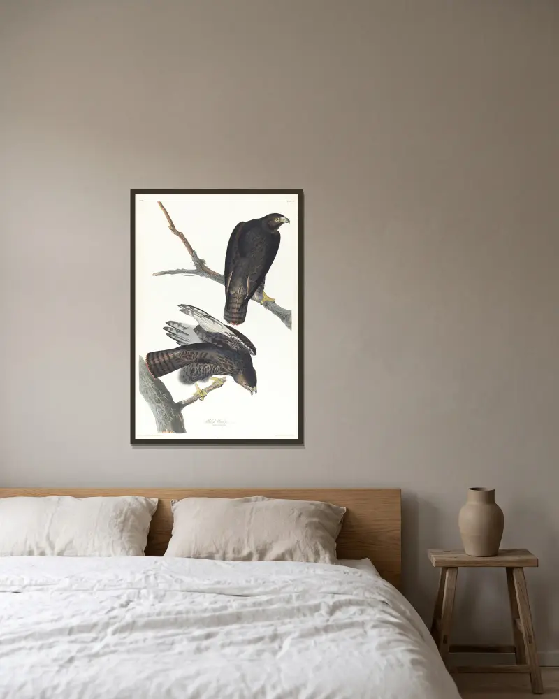 Černý válečník, John James Audubon v rámu na stěně