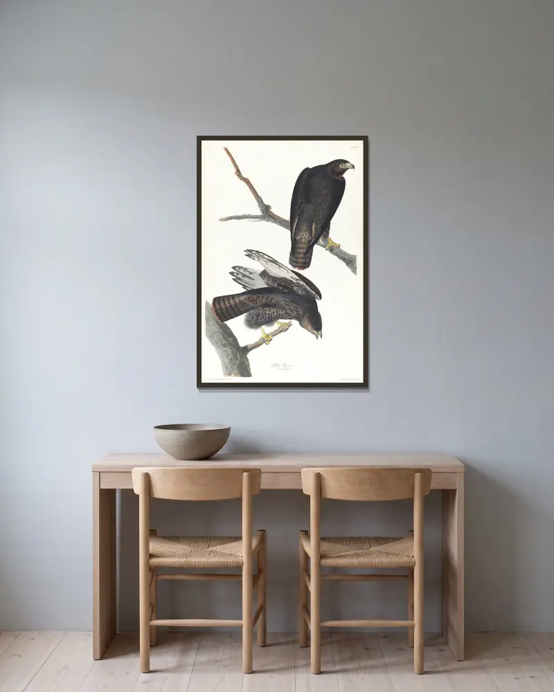 Černý válečník, John James Audubon v rámu na stěně