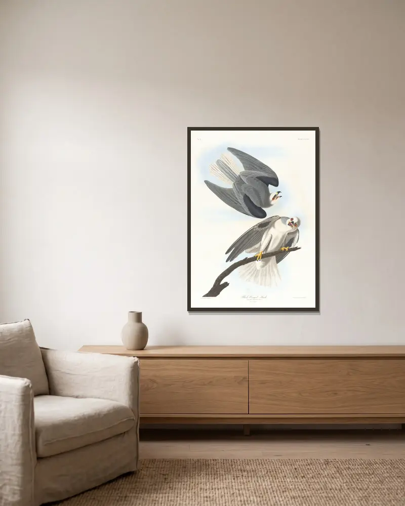 Černokřídlý jestřáb, John James Audubon v rámu na stěně