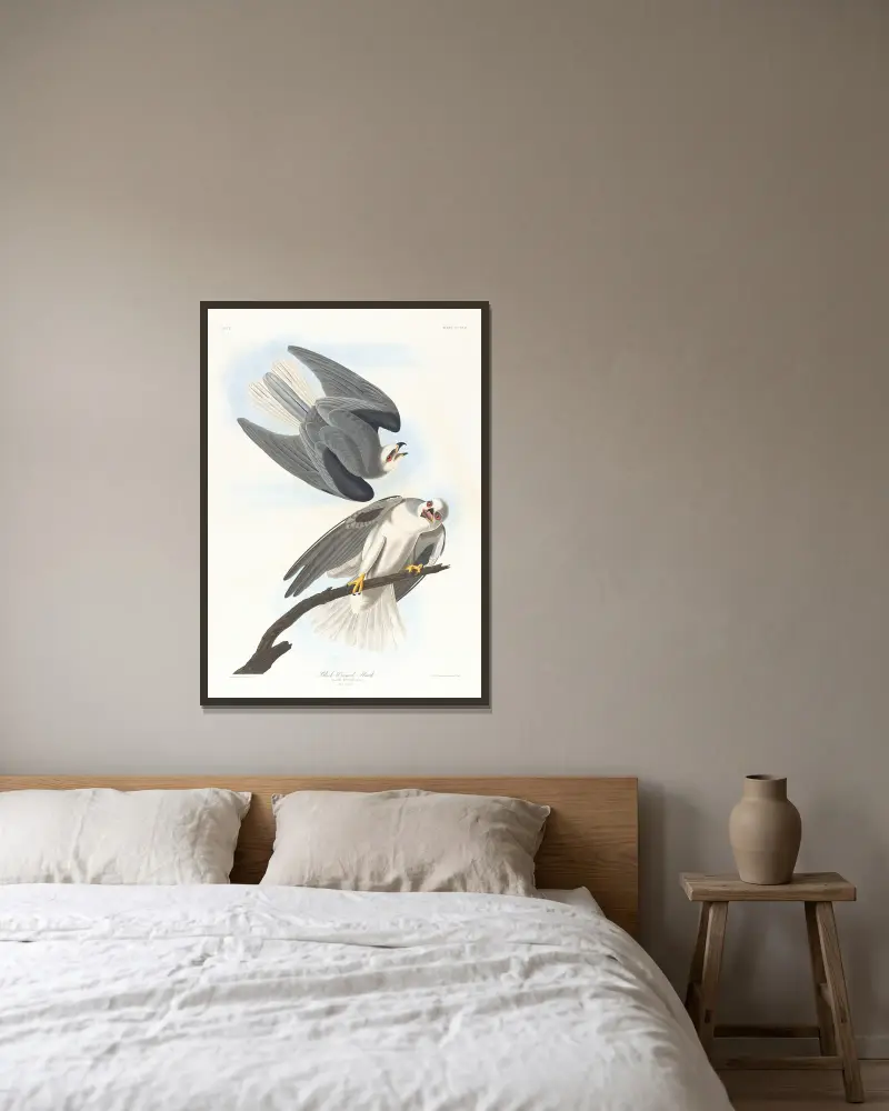 Černokřídlý jestřáb, John James Audubon v rámu na stěně