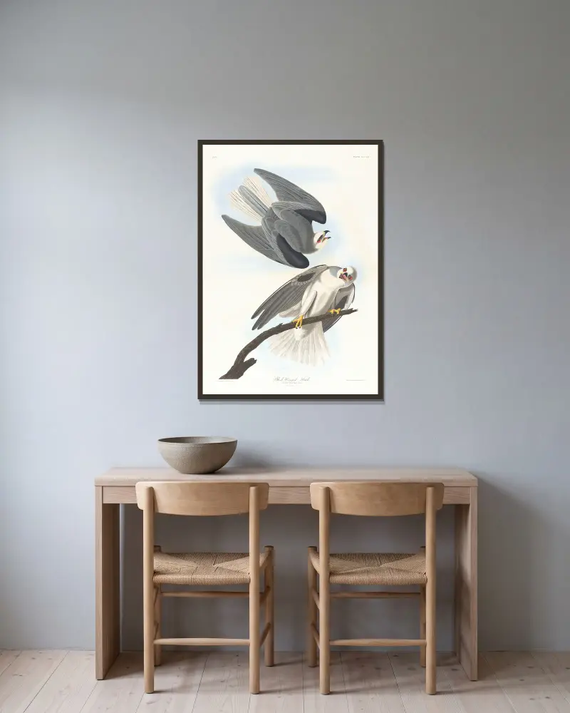 Černokřídlý jestřáb, John James Audubon v rámu na stěně
