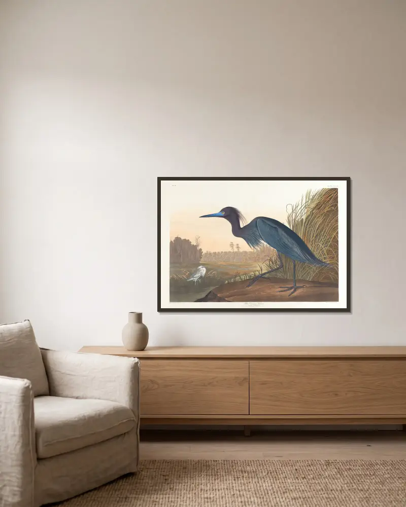 Blauer Kranich oder Reiher von John James Audubon gerahmt an einer Wand