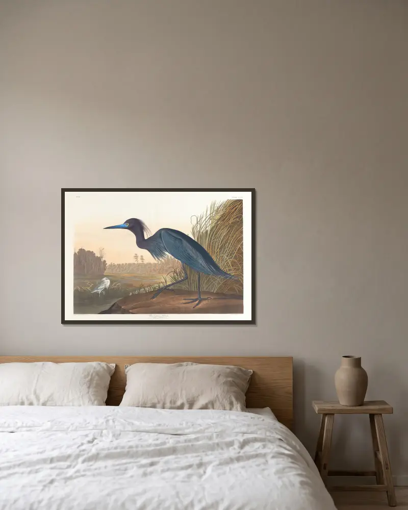 Blauer Kranich oder Reiher von John James Audubon gerahmt an einer Wand