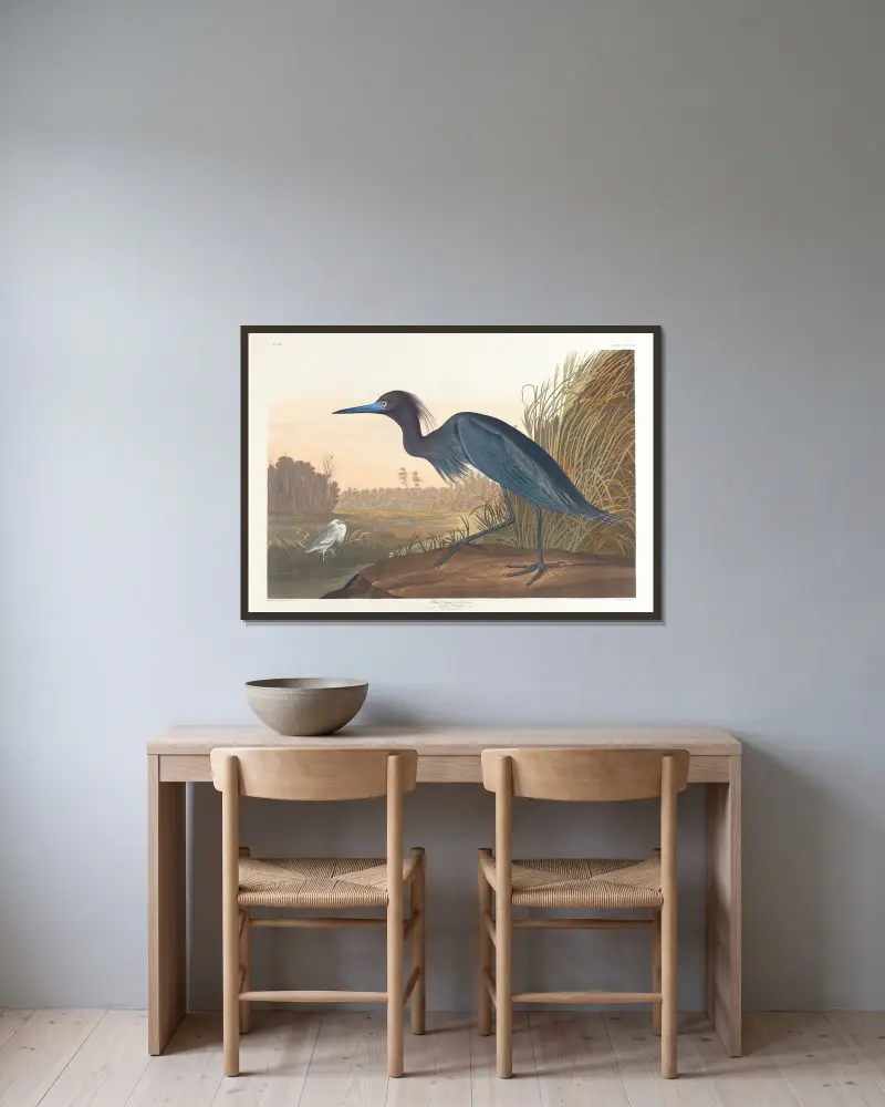 Blauer Kranich oder Reiher von John James Audubon gerahmt an einer Wand