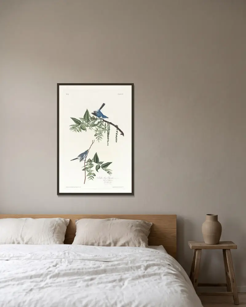 Blågrå flugsnappare, 1827, John James Audubon v rámu na stěně
