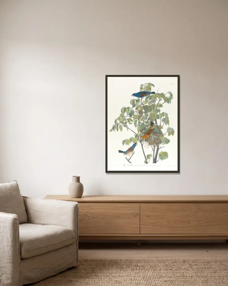 Łuszczyk niebieski, John James Audubon w ramie na ścianie