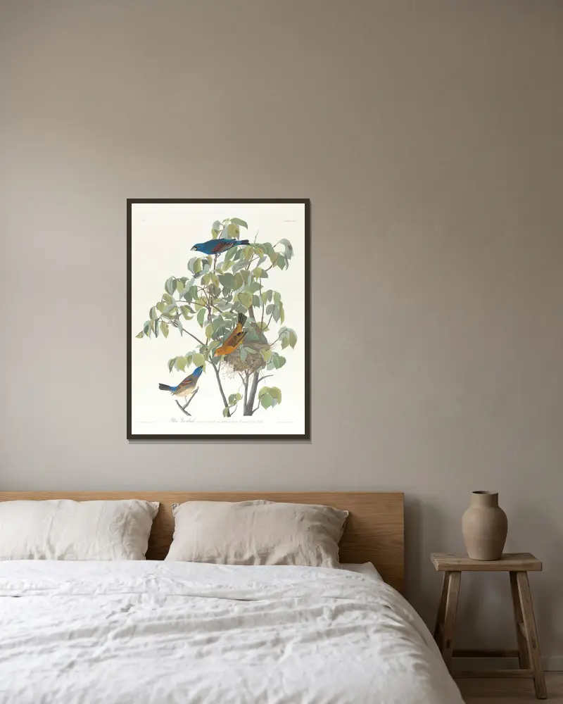 Łuszczyk niebieski, John James Audubon w ramie na ścianie
