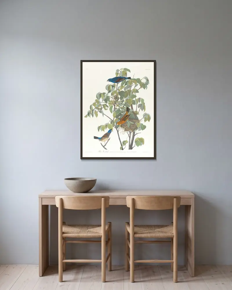 Łuszczyk niebieski, John James Audubon w ramie na ścianie