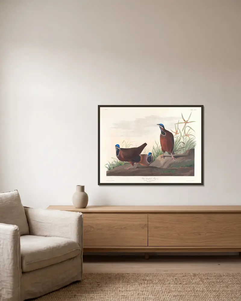 Blaukopf-Taube von John James Audubon gerahmt an einer Wand