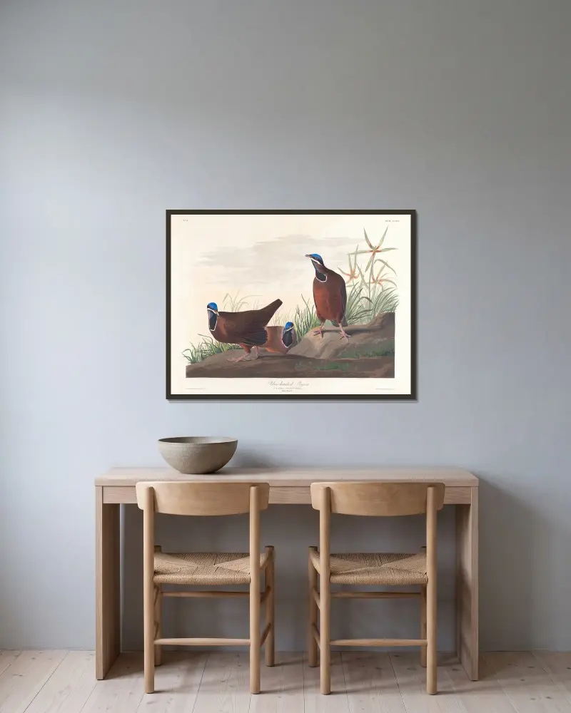 Blaukopf-Taube von John James Audubon gerahmt an einer Wand