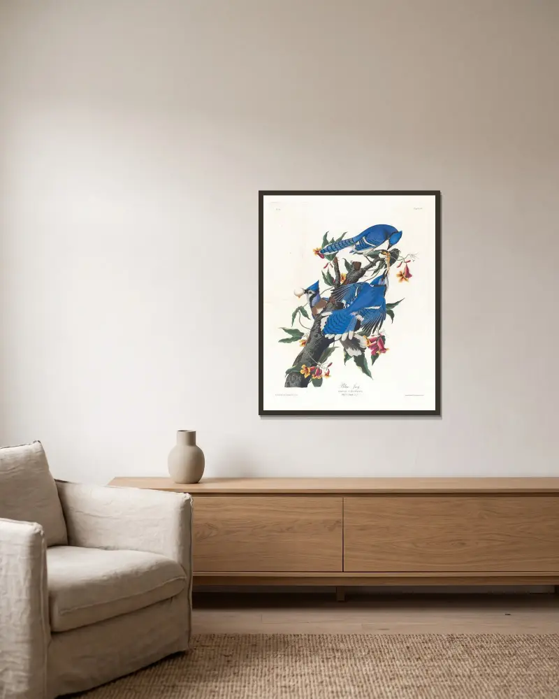 Modrosójka błękitna, John James Audubon v rámu na stěně