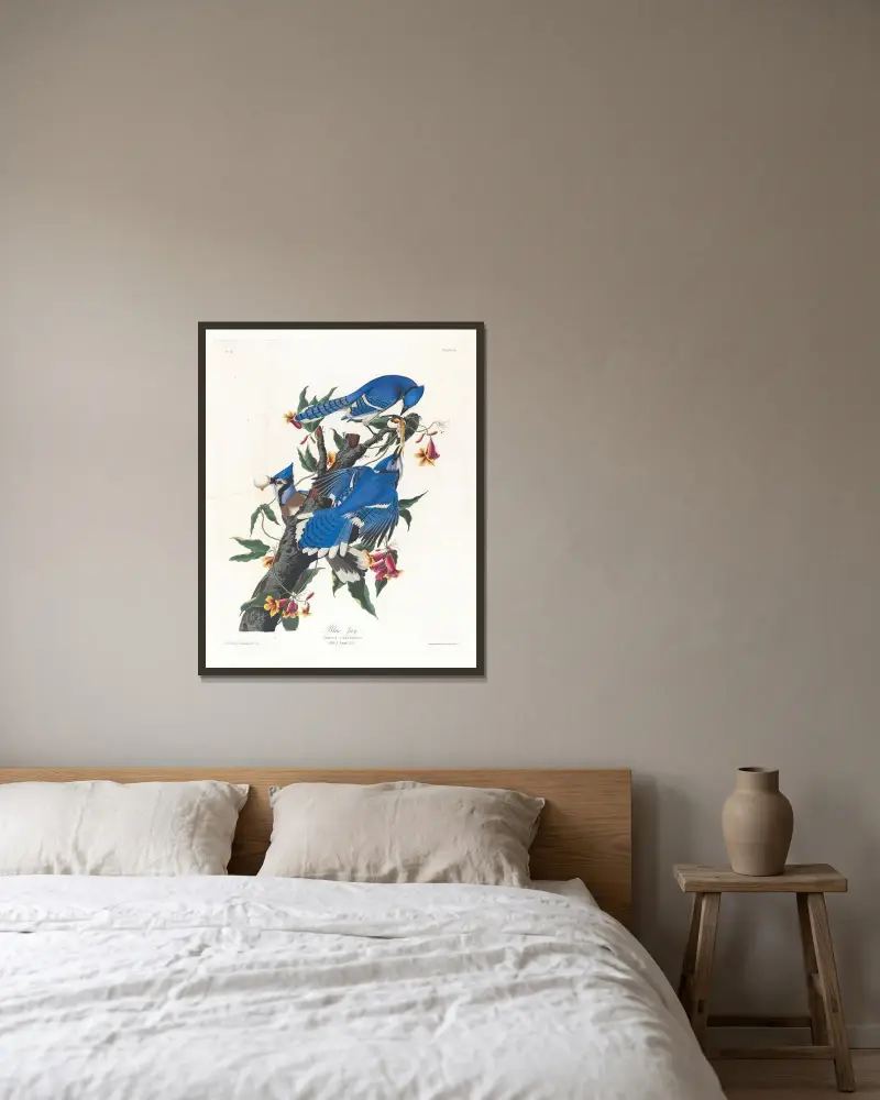 Modrosójka błękitna, John James Audubon v rámu na stěně