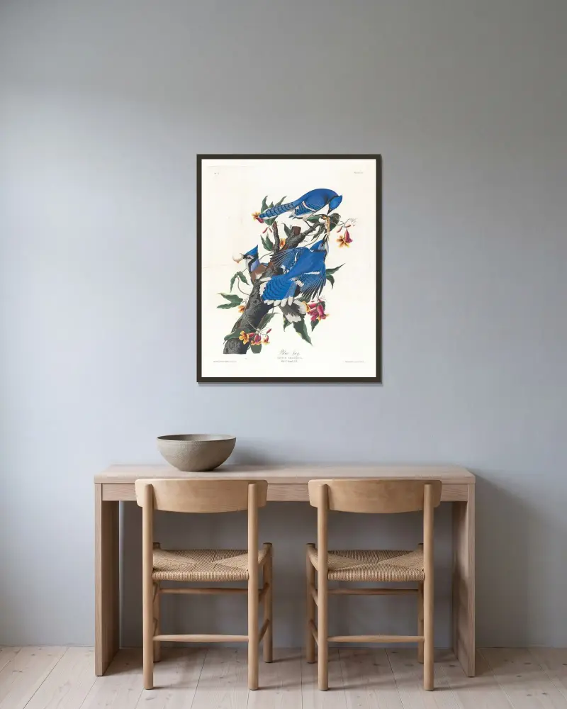Modrosójka błękitna, John James Audubon v rámu na stěně