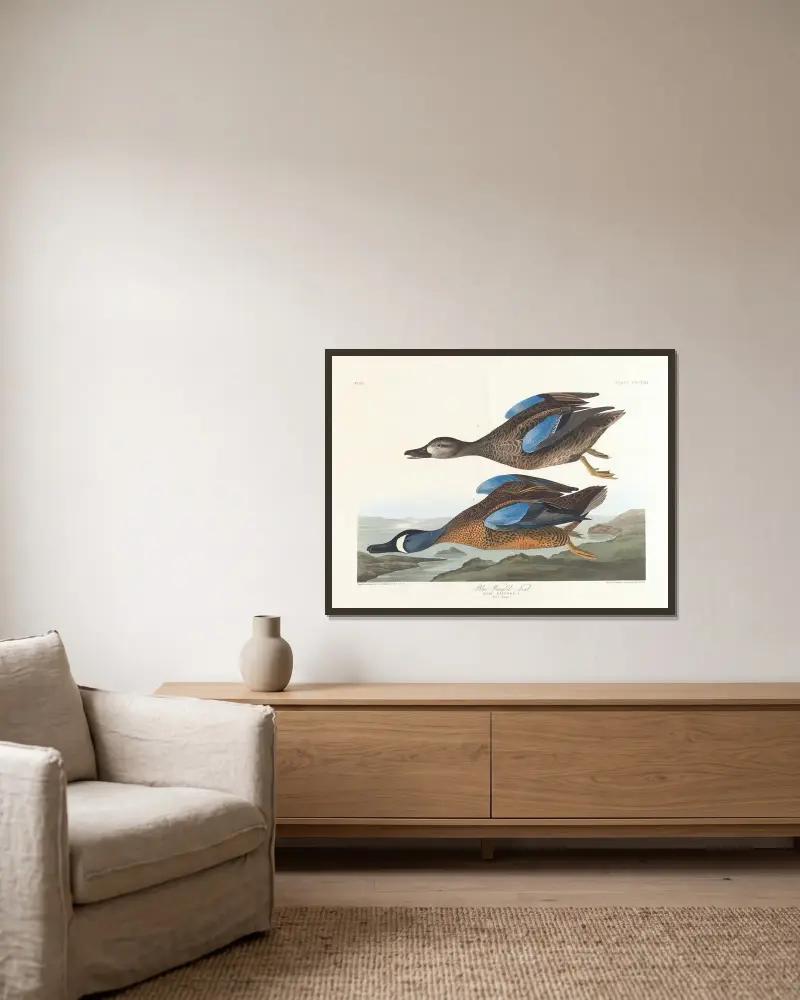 Moderklädd kricka, John James Audubon v rámu na stěně