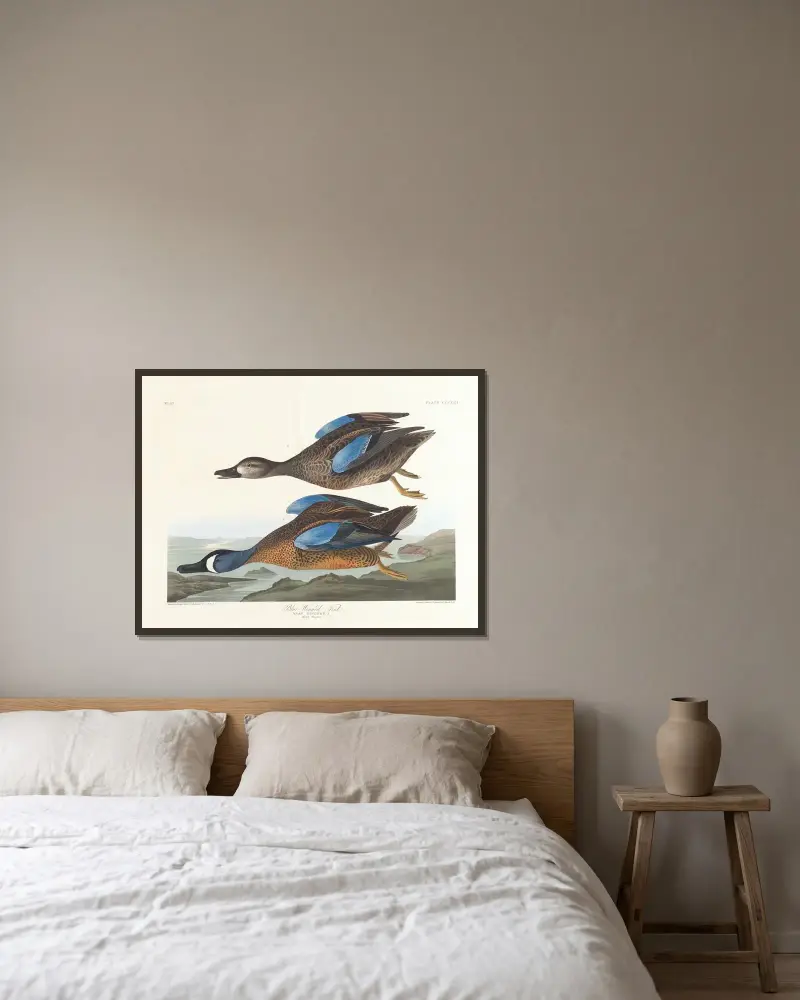 Moderklädd kricka, John James Audubon v rámu na stěně