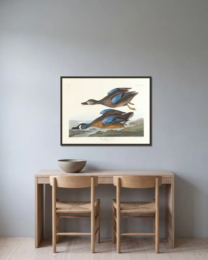 Moderklädd kricka, John James Audubon v rámu na stěně