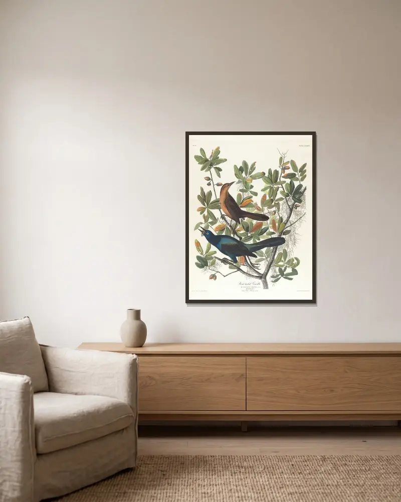 Vdovka člunoocasá, John James Audubon v rámu na stěně