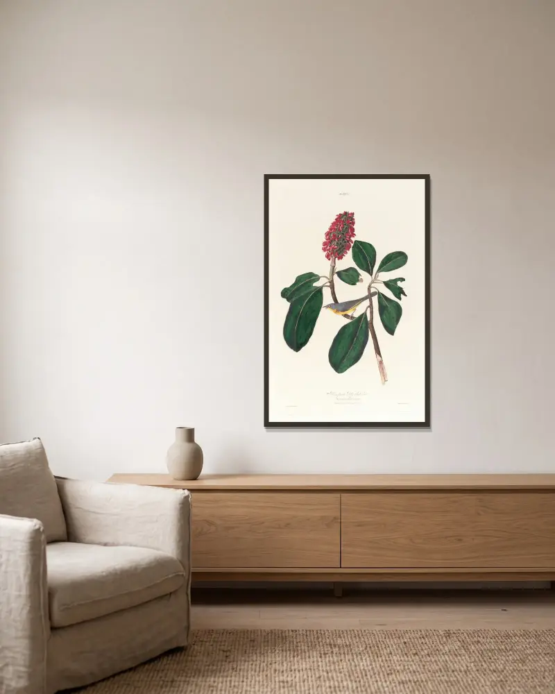 Muchołówka Bonapartego, John James Audubon w ramie na ścianie