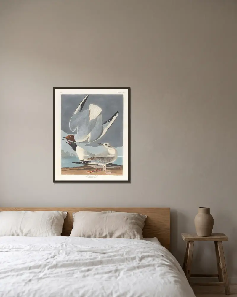 Mewa Bonapartego, John James Audubon w ramie na ścianie