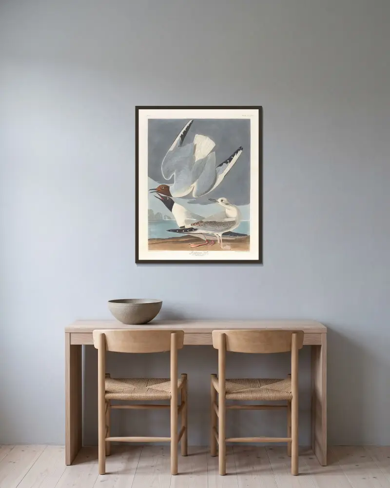 Mewa Bonapartego, John James Audubon w ramie na ścianie