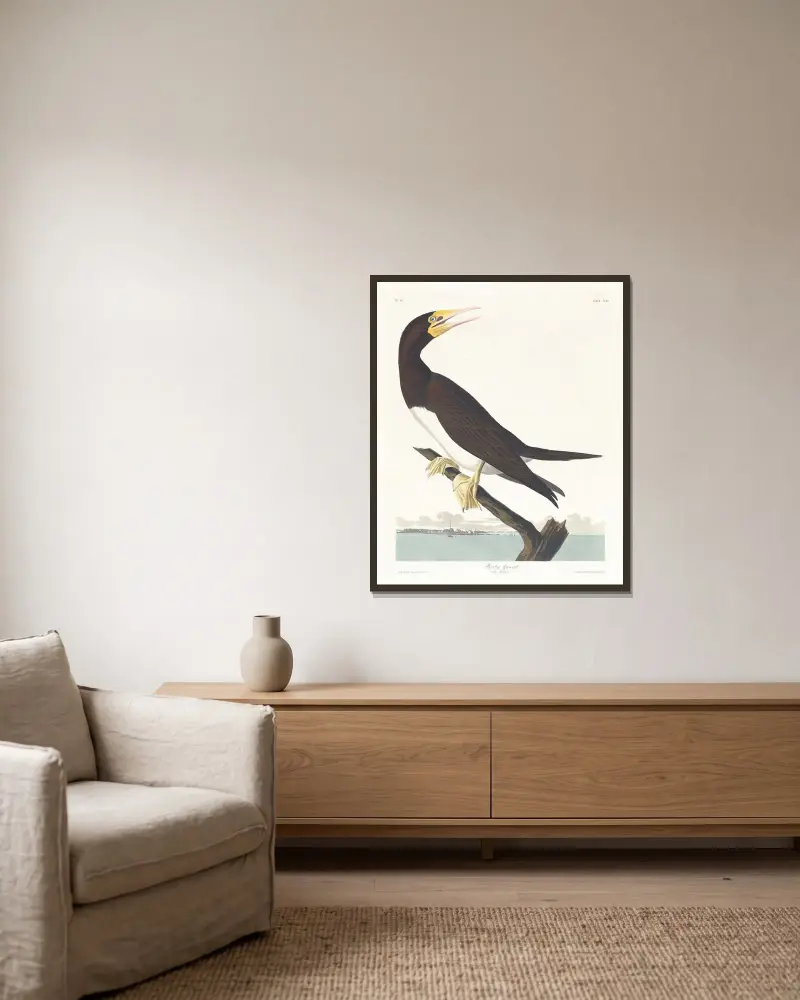 Terej obecný, John James Audubon v rámu na stěně