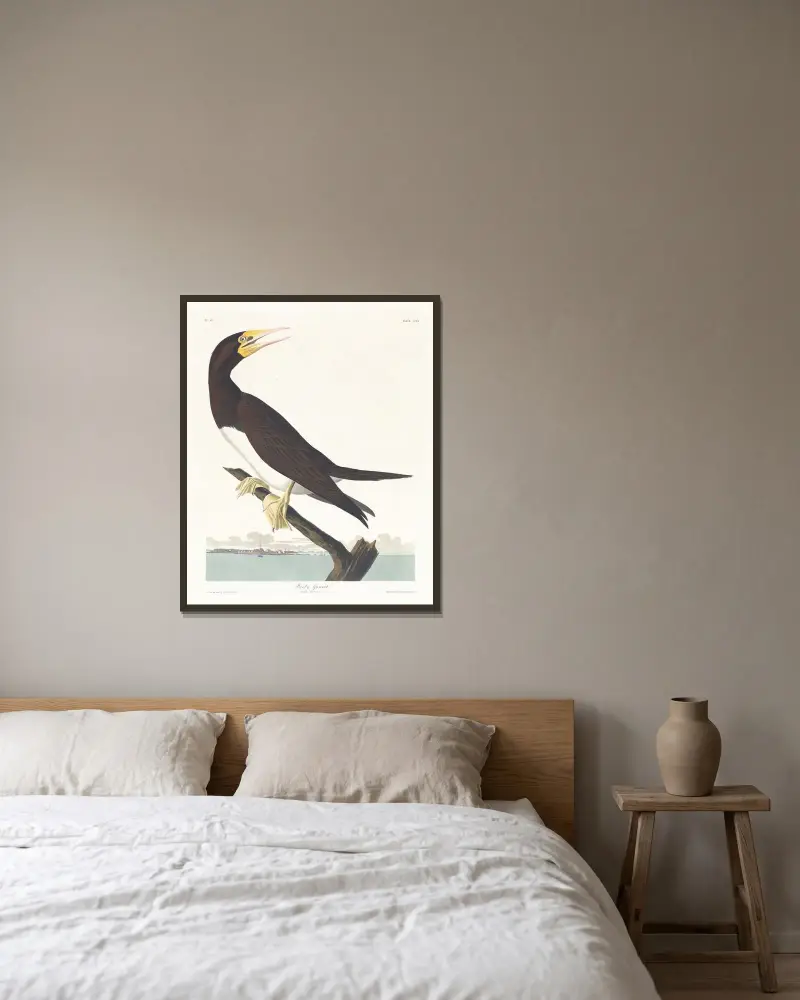 Terej obecný, John James Audubon v rámu na stěně