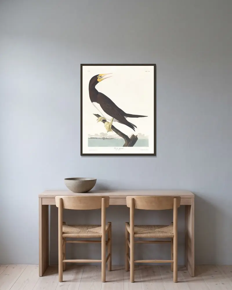Terej obecný, John James Audubon v rámu na stěně