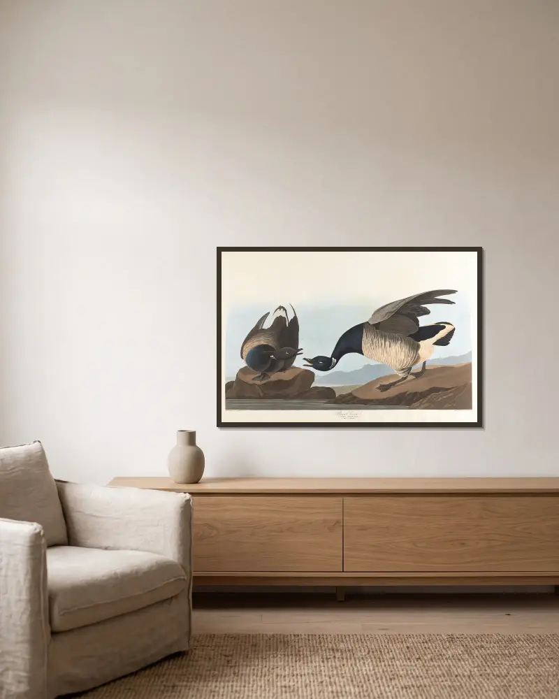 Vitkindad gås, John James Audubon v rámu na stěně